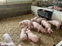 Pigs (batch, sex not specified), Гипор — photo 2