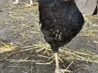 Chickens — foto 8