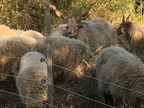 Ovce, Racka sheep — Maďarsko