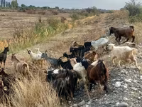 Goat, Goats — photo 4