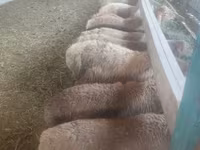 Schaf, Schafe — Foto 1