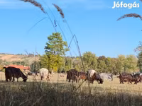 Cow, Cattle — photo 1
