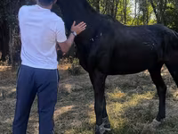 Kůň, Russian warmblood — foto 1