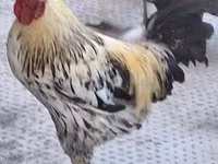 Chickens — फ़ोटो 2