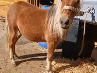 Caballo, Caballos — foto 3