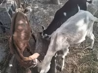 公山羊, Goats — 照片 1
