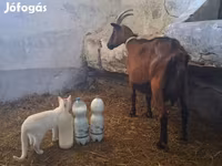 Bak, Alpine goat — 3. fotó
