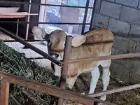 Krava, Swiss cattle — foto 7