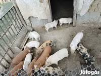 Pigs (batch, sex not specified), Вьетнамская вислобрюхая — photo 2