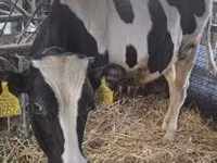 Bull, Holstein breed — photo 7