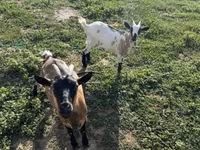 母山羊, Goats — 照片 6