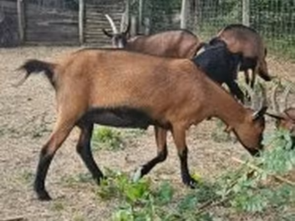 Коза, Альпийская коза