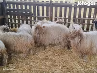 Ram, Racka sheep — photo 2