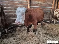 Toro, Vaca Limousin — foto 3