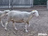 نعجة, Lacaune sheep — الصورة 5