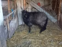 母羊, Ile-de-France sheep — 照片 1
