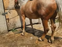 Kanca, Lovak — 7. fotó