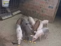 公猪, Pigs — 照片 1