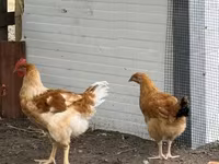 Chickens — zdjęcie 3
