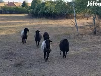 Juh, Karakul sheep — 1. fotó