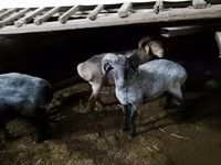 Sheep (batch, sex not specified), Sheep — photo 4