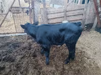Vache, Bovins — photo 5
