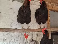Chickens — 6. fotó