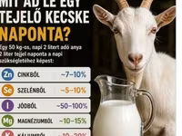 公山羊, Goats — 照片 2