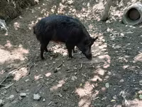 Sow, Pigs — photo 2