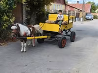 Айғыр, Жылқылар — 3-сурет
