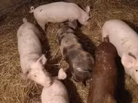 母猪, Pigs — 照片 3