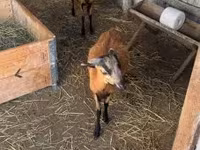Kos, Cameroon sheep — 6. fotó