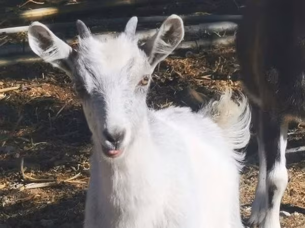 母山羊, Goats