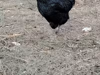 Chickens — foto 7
