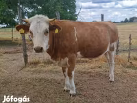 بقرة, Simmental cattle — الصورة 7