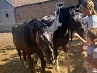 Hing, Nonius horse — 8. fotó
