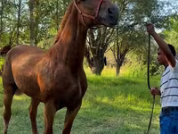 Klisna, Skyros Pony — foto 2