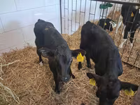 Touro, Simmental cattle — foto 4