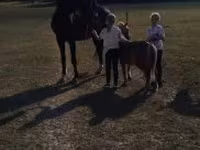 Hengst, Dutch warmblood horse — Foto 3