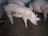 Süldőanya, Sertések — 2. fotó