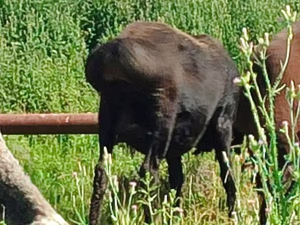 Ovce, Arashan sheep