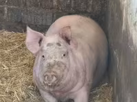 母猪, Pigs — 照片 4