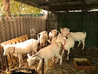 Kecskék (tétel, nem megadva), Pomellata goat — 4. fotó