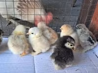 Pekin Bantam — foto 3