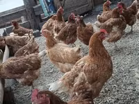 Chickens — photo 1