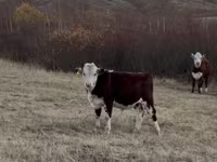 Taureau, Vache kazakhe à tête blanche — photo 1
