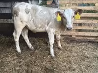 ثور, Charolais cattle — الصورة 1