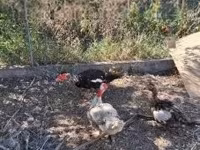 Ducks — zdjęcie 5