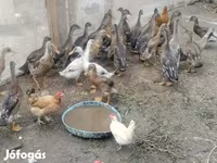 Ducks — الصورة 4