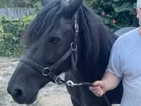घोड़ी, Hucul pony — फ़ोटो 2